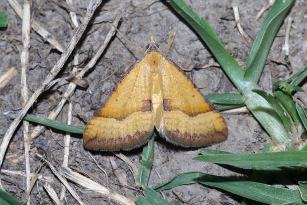 Moth - Golden Grass Carpet (Anachloris subochraria). stock photo
