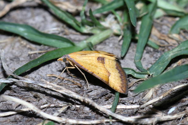 Moth - Golden Grass Carpet (Anachloris subochraria), side view. stock photo