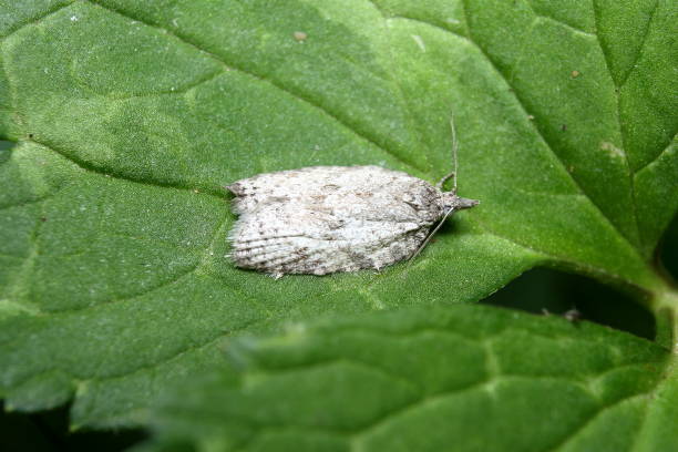 Moth (Pedois lewinella), No common name. stock photo