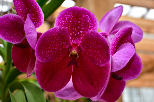 A Moth Orchid flower in the garden
