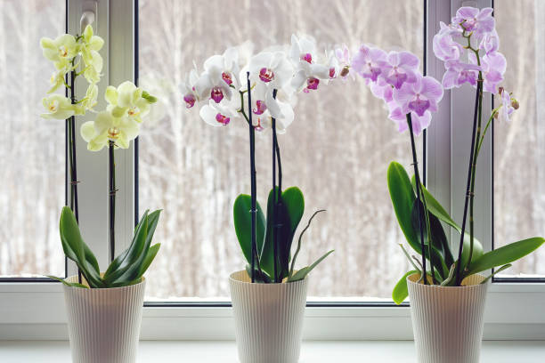 Moth orchids on windowsill - home decoration with live potted flowering plants stock photo
