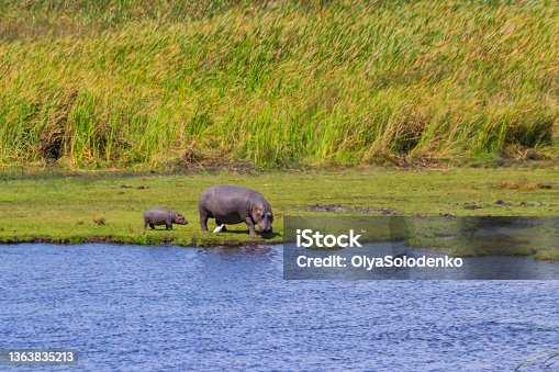 istock Mother and baby hippo (Hippopotamus amphibius) walking on a lakeshore in Ngorongoro Crater national park, Tanzania 1363835213