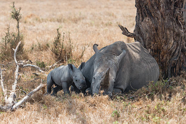 Mother and Baby Rhino in the Wild stock photo