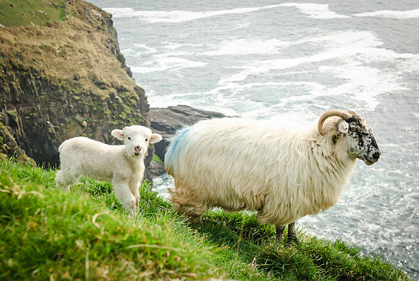 Mother and baby sheep on a cliff - Dingle, Ireland A mother and baby sheep grazing on a grassy cliff overlooking the ocean in Dingle, Ireland. dingle peninsula stock pictures, royalty-free photos & images