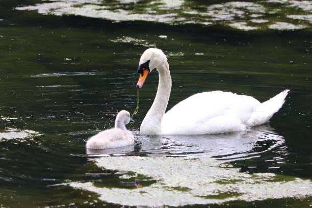 mother-and-baby-swan-sharing-a-pond-leaf-picture-id979130204
