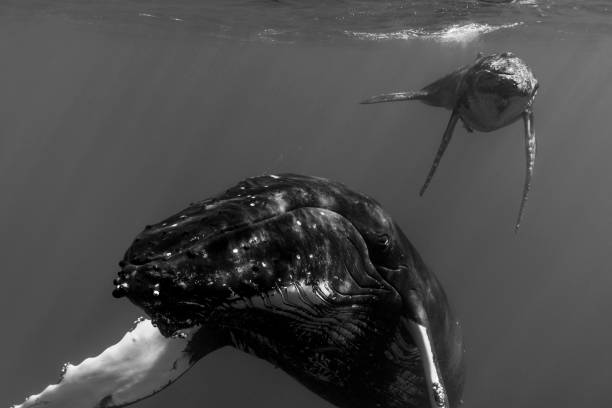 A Mother and Calf Humpback Whale in Black and White stock photo