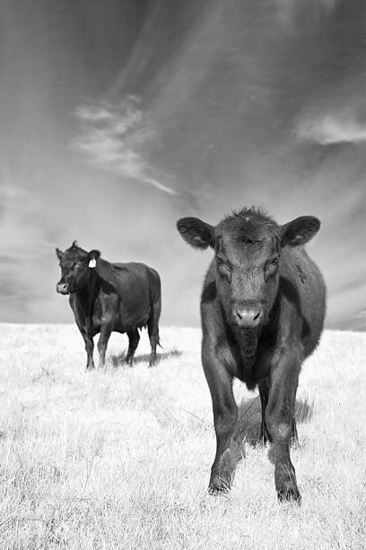 Mother and Child Angus Cows stock photo