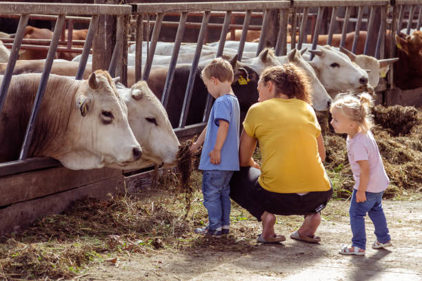 Mother and child feeding an Italian white Marchigiana cow on a cityfarm. Almere, 29 august 2016 : Mother and son feeding an Italian white Marchigiana cow on a cityfarm. flevoland stock pictures, royalty-free photos & images
