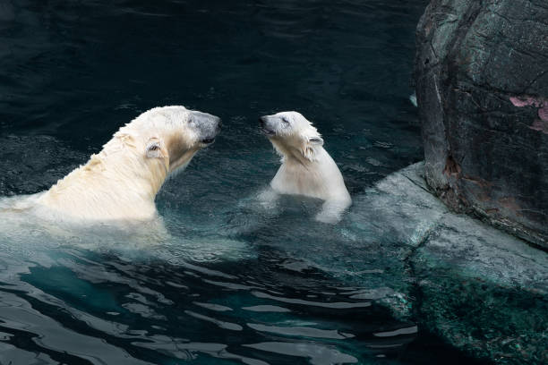 Mother and child polar bears are in water stock photo