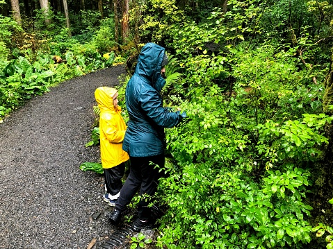 A mother and daughter wearing raingear foraging for huckleberries along a rainy forest trail outside Prince Rupert, British Columbia, Canada