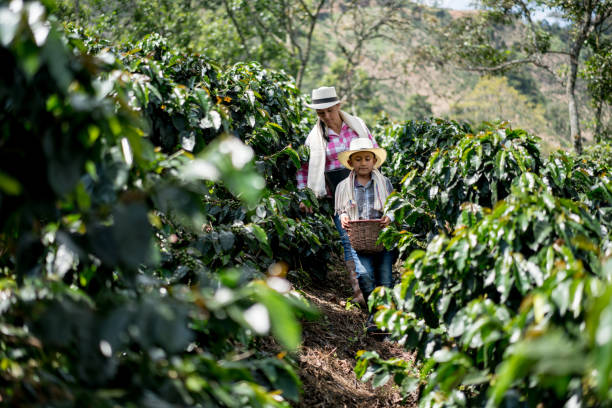 母と息 子の農場でコーヒー豆を収集 - コロンビア ストックフォトと画像