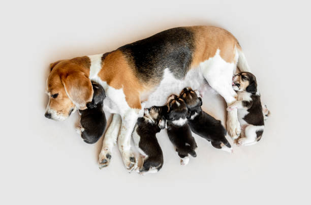 Mother beagle feeding puppies stock photo