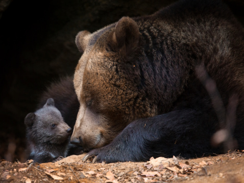 Mother bear with baby bear