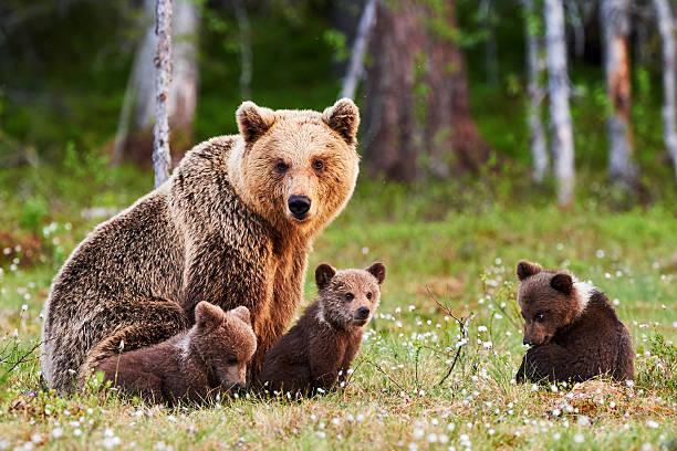 Mother brown bear and her cubs Brown mother bear protecting her cubs in a Finnish forest cub stock pictures, royalty-free photos & images