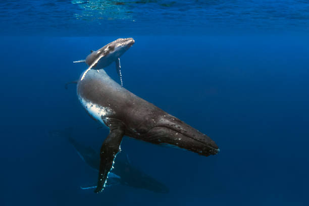 A Mother Calf and Escort Swim By In Blue Water stock photo