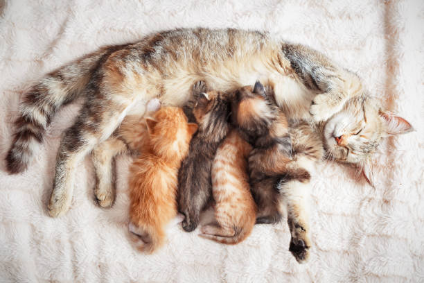 Mother cat nursing baby kittens Grey mother cat nursing her babies kittens, close up baby animals stock pictures, royalty-free photos & images