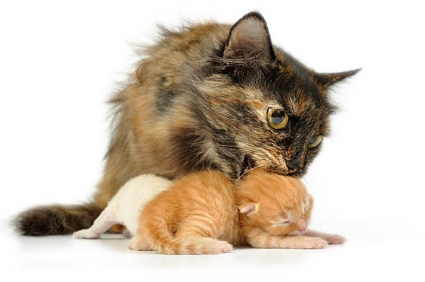 mother cat with kittens stock photo
