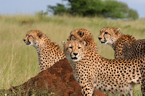 A family of cheetahs:  mother and three sons, scan for impala in South Africa.  Depth of field for effect.  The cats are hunting in midday. 