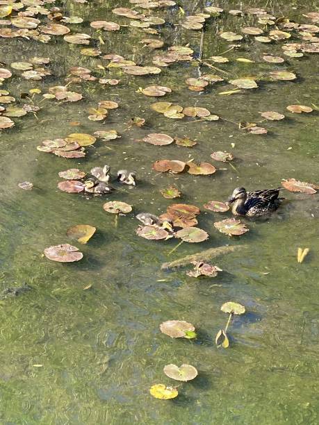 Mother Duck with Ducklings Floating between Lily Pads stock photo