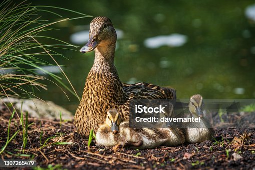 istock Mother Duck with Ducklings 1307265479