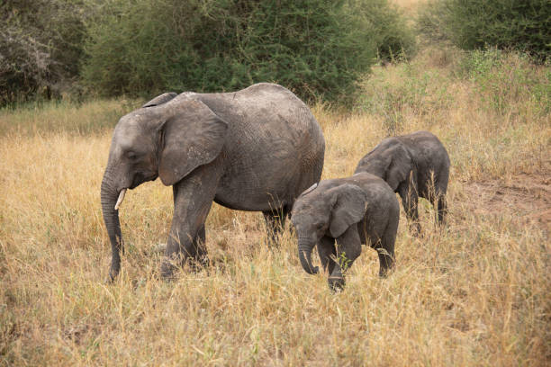 Mother elephant with baby calves in Tanzania, Africa stock photo