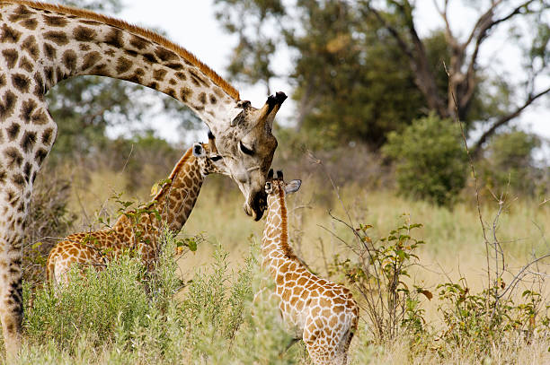 Mother Giraffe and her two Calves Giraffe showing affection to her calf. botswana stock pictures, royalty-free photos & images
