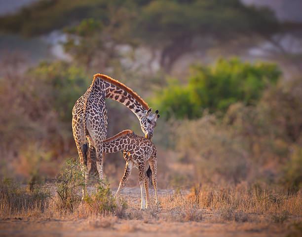 . Mother giraffe kisses her nursing child stock photo