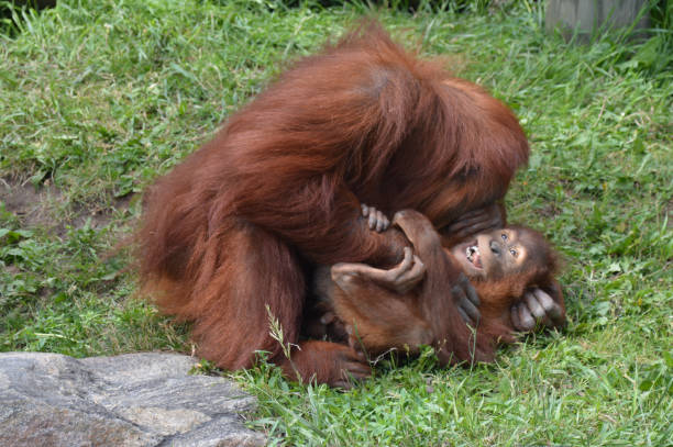 Mother orangutan and baby Mother orangutan and baby laughing monkey stock pictures, royalty-free photos & images