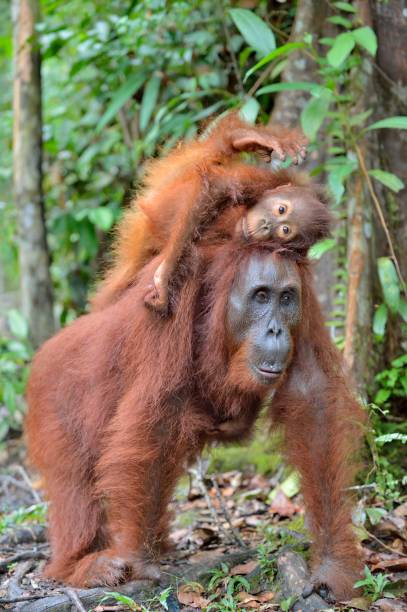 Best Orangutan Funny Stock Photos Pictures Royalty Free Best Orangutan Funny Stock Photos Pictures Royalty Free