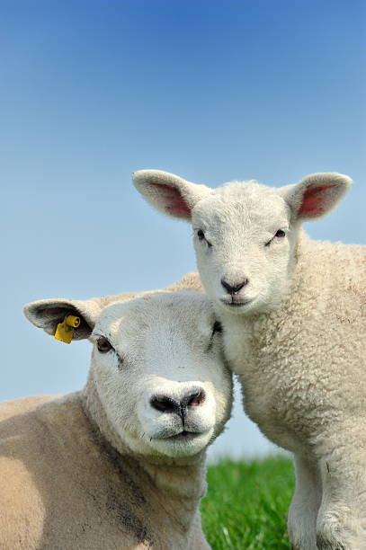 Mother sheep and her lamb in spring stock photo