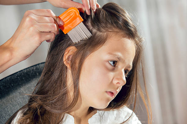 Mother using a comb to look for head lice. stock photo