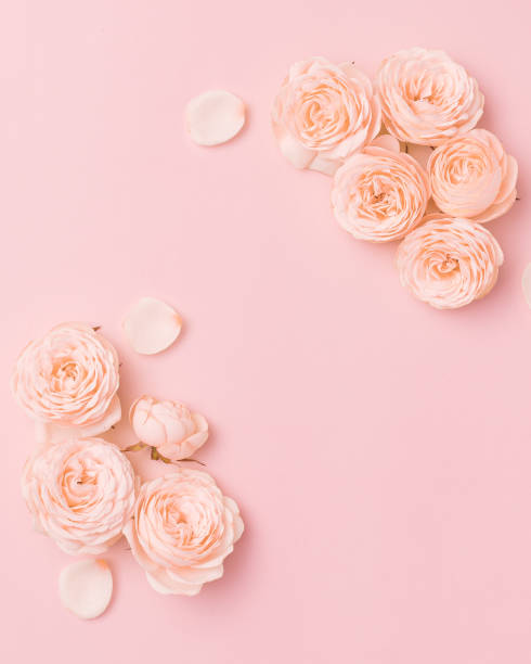 Mother’s Day flower flat lay on pink background. Top view composition stock photo