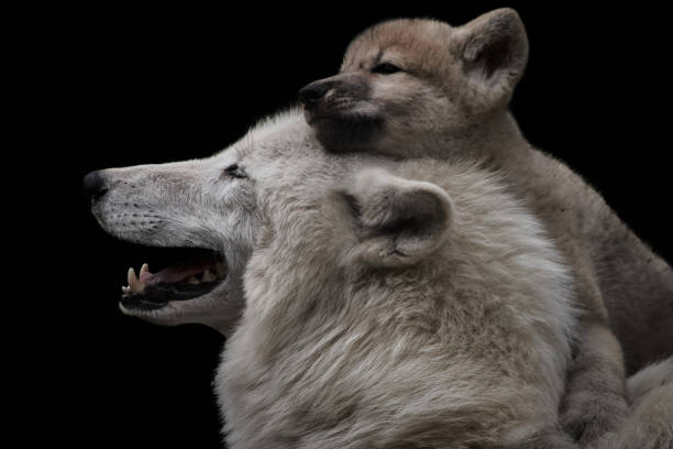 o amor da mãe entre lobo ártico e filhote fêmea fofo isolado no fundo preto (canis lupus arctos) - wolf portrait - fotografias e filmes do acervo