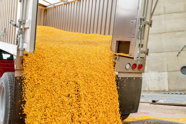 Motion blur of corn unloading from truck at grain elevator. Harvest season, grain storage and commodity market concept. background, no people, copy space crop yield stock pictures, royalty-free photos & images