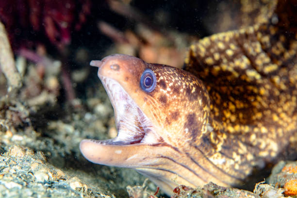 A Mottled Moray Eel With Mouth Open Wide stock photo