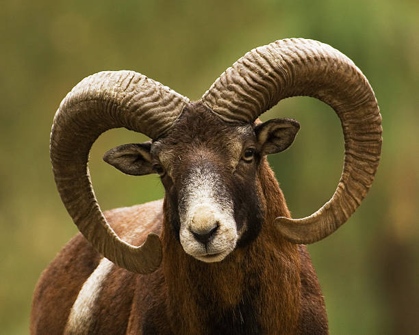Mouflon Ram Close Up stock photo