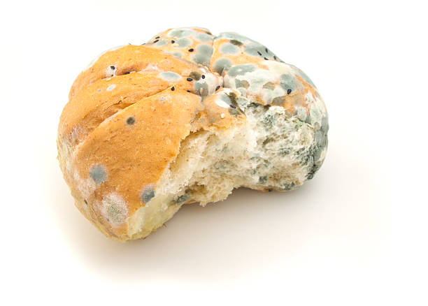 mouldy bread stock photo