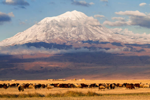 Mount Ararat, Turkey Mount Ararat and herd of sheep at the sunset, in Turkey. dormant volcano stock pictures, royalty-free photos & images