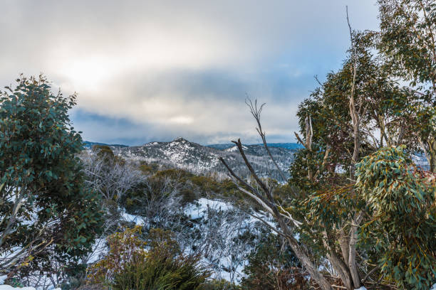 Mount Buffalo, winter view at the top of the snow mountain Mount Buffalo, winter view at the top of the snow mountain. Winter scenery in Australian Alps high country stock pictures, royalty-free photos & images