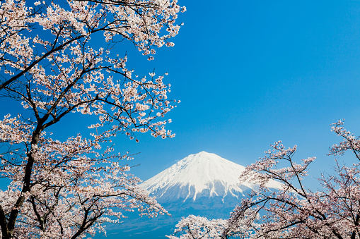 Mount Fuji Through Pink Cherry Blossom Trees with Clear Blue Sky