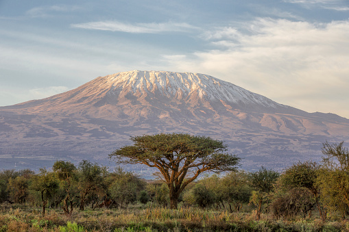 Mt Kilimanjaro and Acacia - in the morning - The classic view of Mt Kilimanjaro in Tanzania from Amboseli in Kenya
