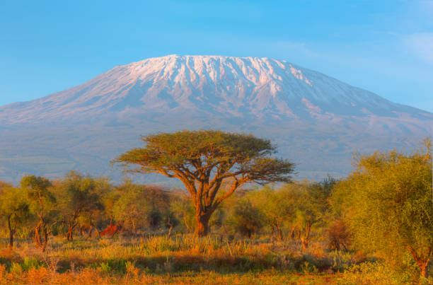 Mount Kilimanjaro with Acacia - High Dynamic Range Imaging Mount Kilimanjaro with Acacia and Village - High Dynamic Range Imaging mt kilimanjaro photos stock pictures, royalty-free photos & images