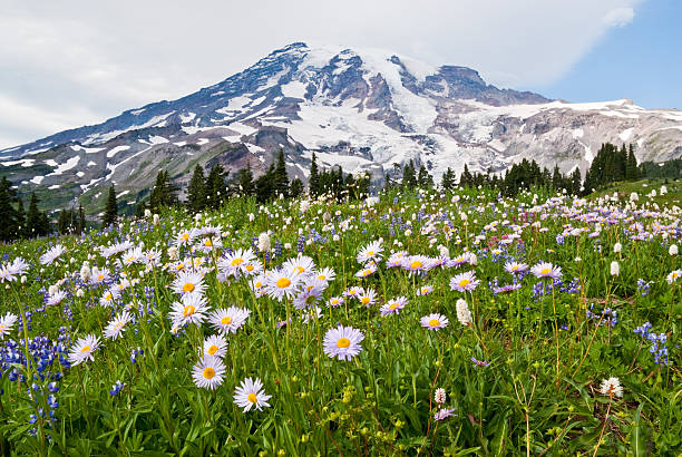 Mount Rainier and a Meadow of Aster Mount Rainier at 14,410' is the highest peak in the Cascade Range. This image was photographed from the beautiful Paradise Meadows in Mount Rainier National Park. The image shows the meadow in full bloom with aster, lupine, bistort and other wildflowers. jeff goulden wildflower stock pictures, royalty-free photos & images