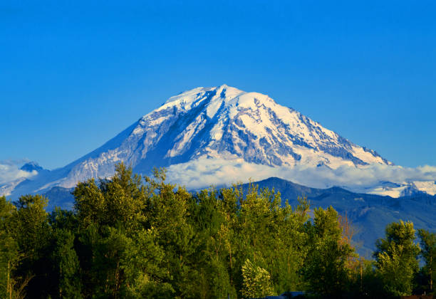 Mount Rainier Mount Rainier in Washington State on a summer day. mt rainier stock pictures, royalty-free photos & images