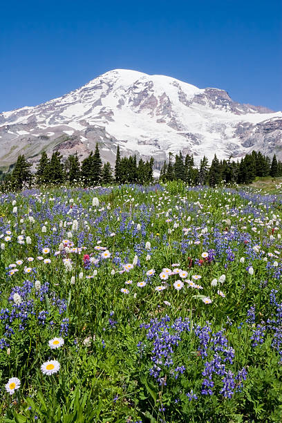 Mount Rainier Wild Flowers 1 stock photo