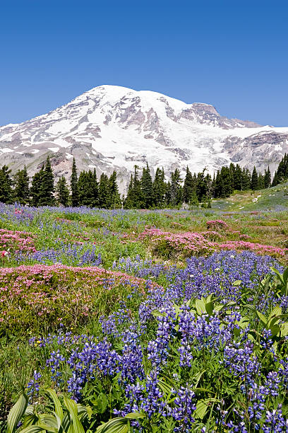 Mount Rainier Wild Flowers 2 stock photo