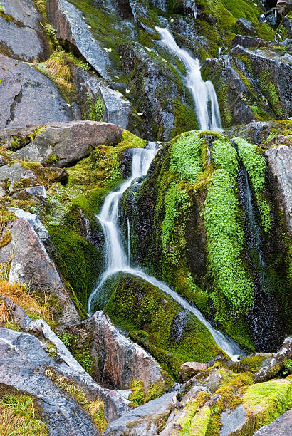 Mossy Waterfall at Snow Lake Mount Rainier's numerous waterfalls are best viewed in early summer as melting snow feeds the streams, and again in autumn as the rains fill the streambeds. During late summer, only the major waterfalls will be flowing. Only a small number of the many waterfalls near Mount Rainier have been named. Whether the falls have names or not, they are a refreshing sight to both the eye and spirit. This waterfall was photographed near Snow Lake in Mount Rainier National Park, Washington State, USA. jeff goulden waterfall stock pictures, royalty-free photos & images