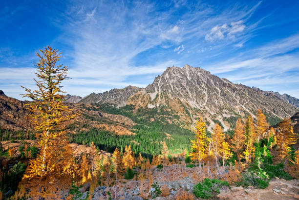 Mount Stuart in the Fall There’s a very unusual conifer tucked away in the high alpine basins of the Cascade Range of the Pacific Northwest. Each October when fall comes to the high country, the needles of the Alpine Larch change from green to glowing gold before they drop from the tree.  This photograph, with Mount Stuart in the background, was taken from Ingall's Pass in the Alpine Lakes Wilderness of Washington State, USA. jeff goulden washington state stock pictures, royalty-free photos & images