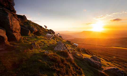 Sheep on high hillside at sunrise, Brecon Beacons, Wales