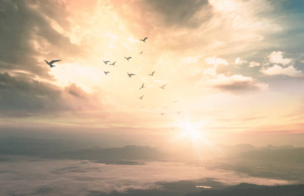 Mountain and sky sunrise Background of heaven concept: Birds flying with mountain and sky sunrise. Nok Ann cliff, Phu Kradueng National Park, Loei, Thailand, Asia heaven stock pictures, royalty-free photos & images